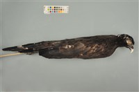 藏品(大冠鷲)的圖片